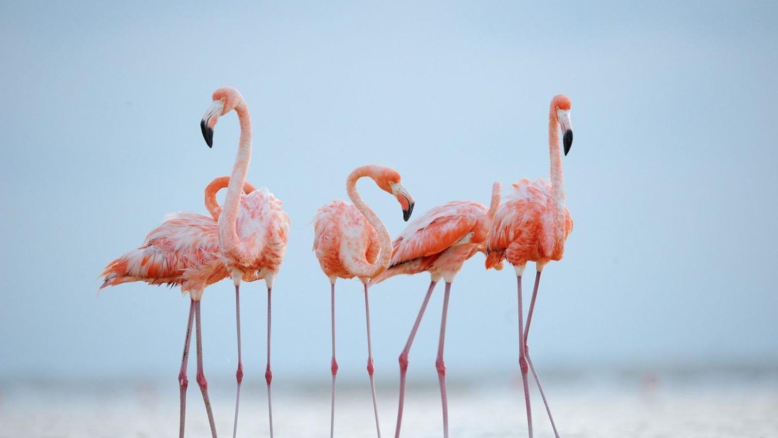 L'Oiseau Bleu Διαμέρισμα Salin-de-Giraud Εξωτερικό φωτογραφία